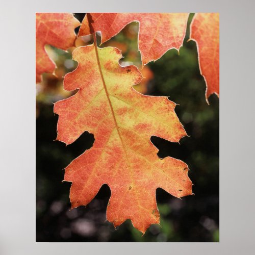 California An autumn colored Oak leaf Poster