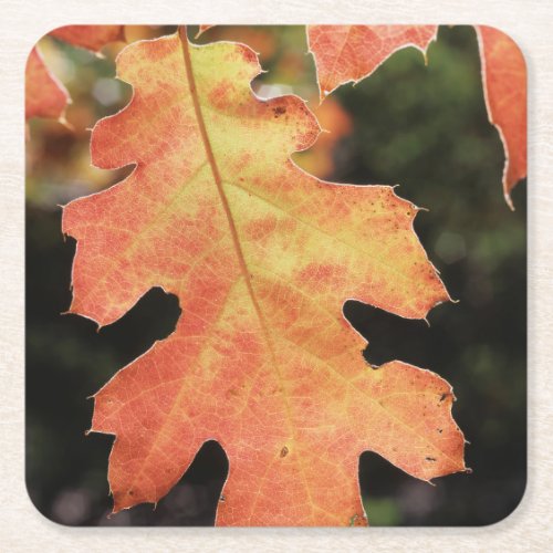 California An autumn colored Oak leaf Square Paper Coaster