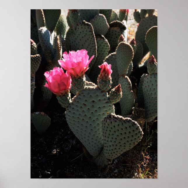 California, Anza Borrego Desert State Park 1 Poster (Front)