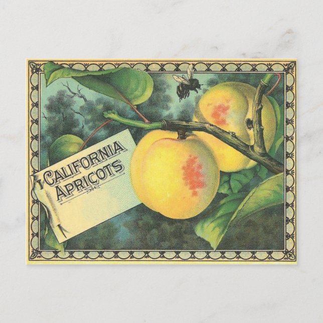 California Apricots Postcard (Front)