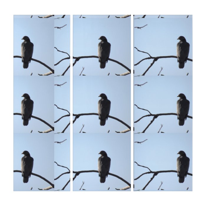 California Band Tail Pigeon Collage Triptych