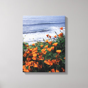 California, Big Sur Coast, California Poppy Canvas Print