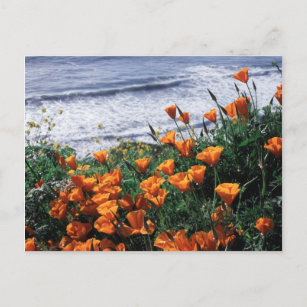 California, Big Sur Coast, California Poppy Postcard
