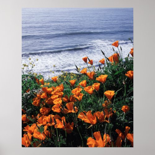 California Big Sur Coast California Poppy Poster