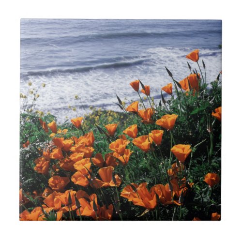 California Big Sur Coast California Poppy Tile