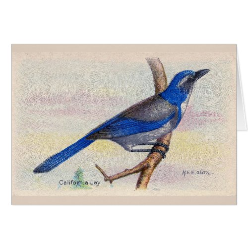 California Blue Jay Bird Thank You Card