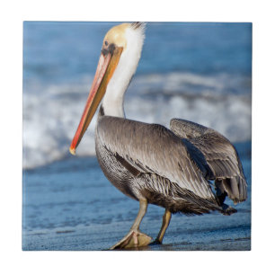 California Brown Pelican Ceramic Tile