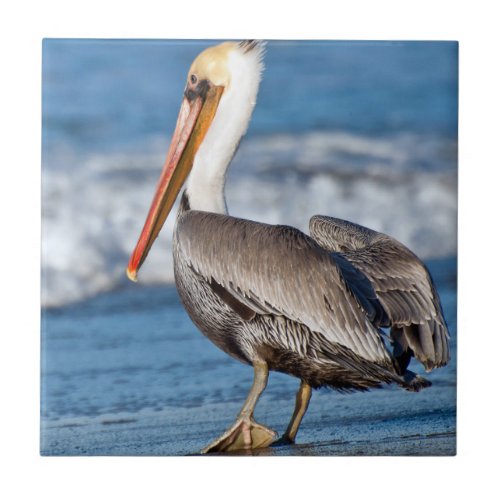 California Brown Pelican Ceramic Tile