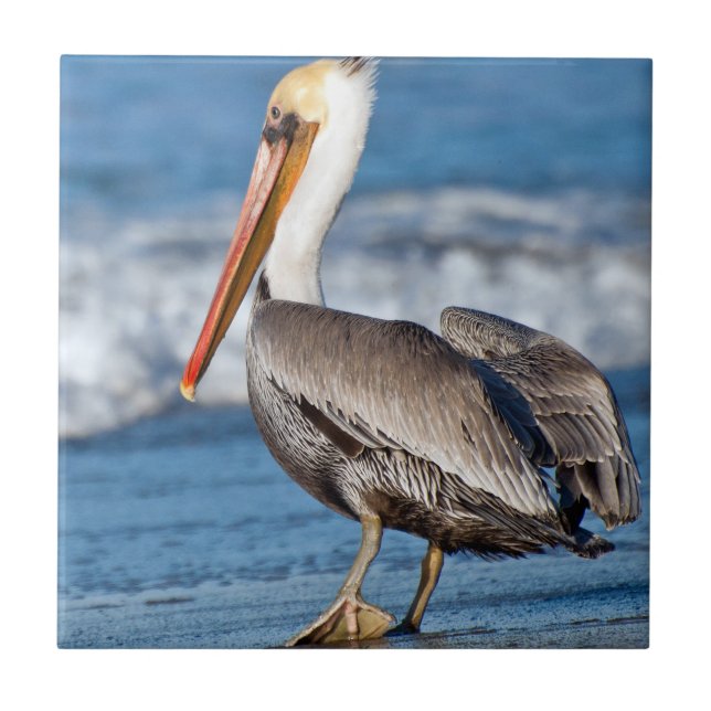 California Brown Pelican Ceramic Tile (Front)