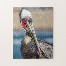 California Brown Pelican, Fine Art Photo,