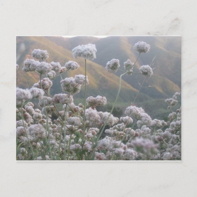 California Buckwheat Postcard (Front)