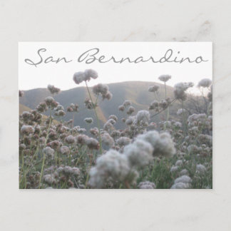 California Buckwheat Postcard