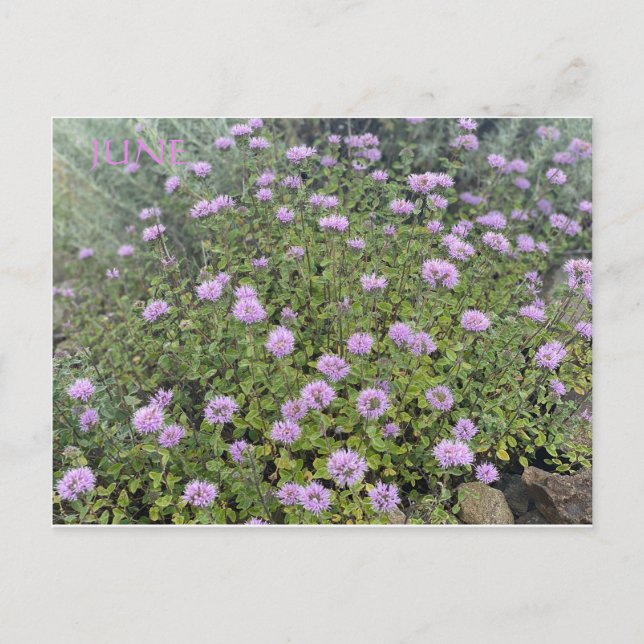 CALIFORNIA COLOR CELEBRATION: JUNE POSTCARD (Front)