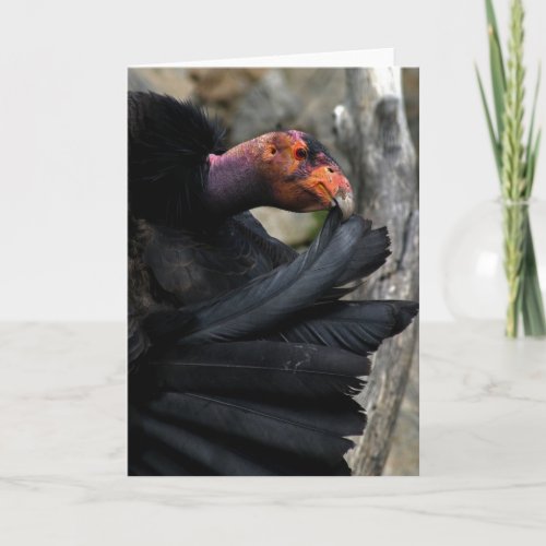 California Condor Carefully Preens Black Feathers Card