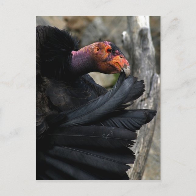 California Condor Carefully Preens Black Feathers Postcard (Front)