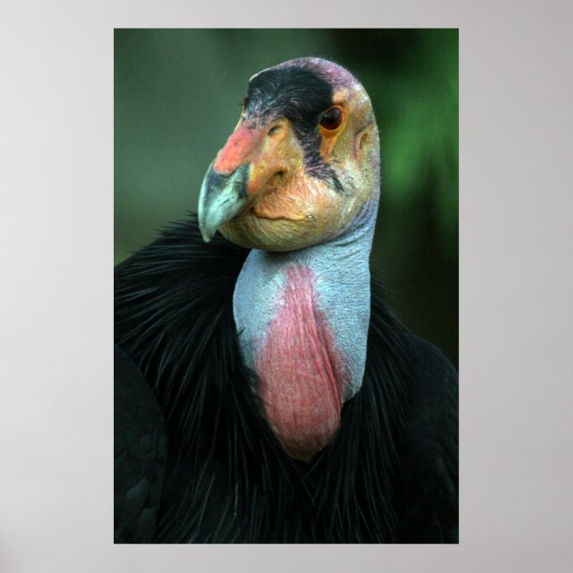 California Condor Poster (Front)
