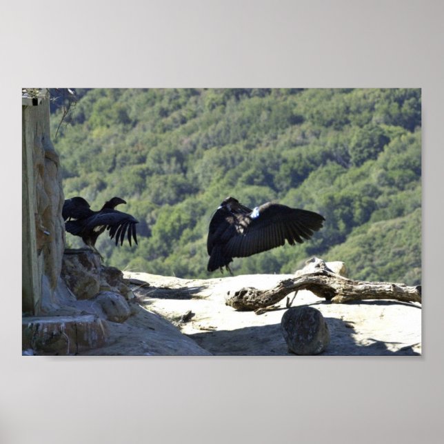 California condors poster (Front)