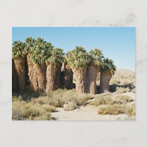 California Desert 35mm Film Landscape Photography Postcard