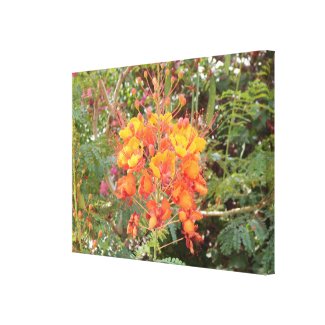  CALIFORNIA DESERT FLOWER 2 CANVAS PRINT