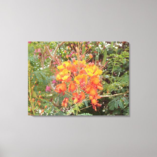  CALIFORNIA DESERT FLOWER 2 CANVAS PRINT (Front)