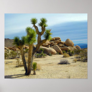 California Desert Succulents, Rocks & Clear Sky Poster