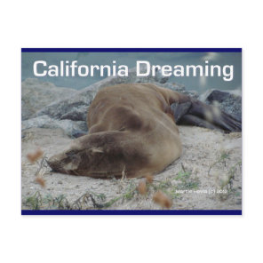 California Dreaming (Sea Lion) - Postcard