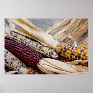California. Fall Harvest Colorful Indian Corn Poster