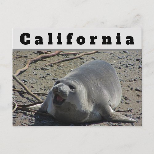 California Female Elephant Seal Ocean Animal Postcard