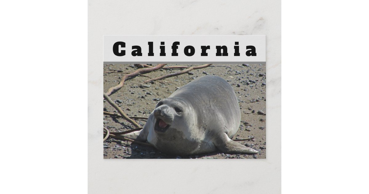 California Female Elephant Seal Ocean Animal Postcard | Zazzle