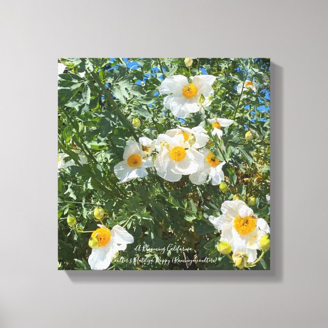 California Fried Eggs Canvas Print (Front)