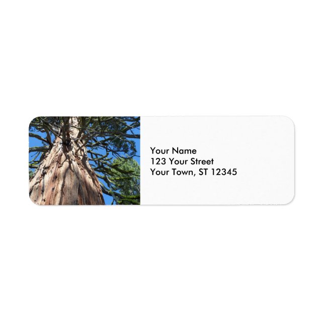 California Giant Tree Label (Front)