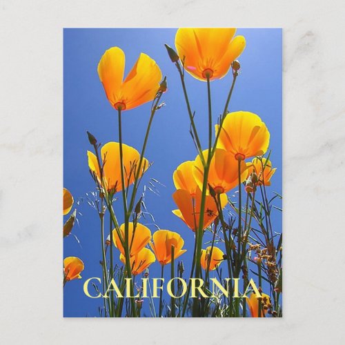 California Golden Poppies against Blue Sky Postcard