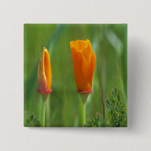 California golden poppies in a green field button