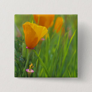 California golden poppies in a green field button