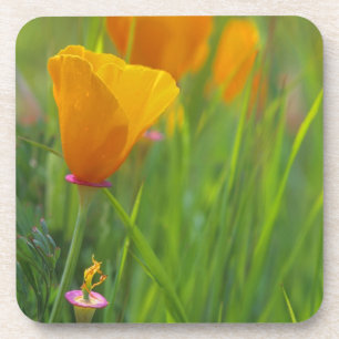 California golden poppies in a green field coaster