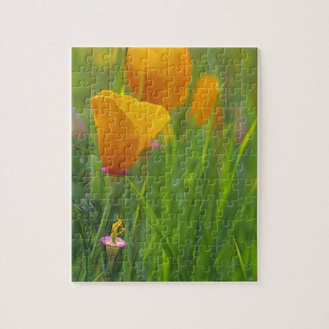 California golden poppies in a green field jigsaw puzzle (Vertical)