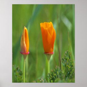 California golden poppies in a green field poster