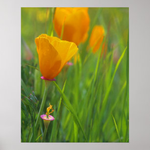 California golden poppies in a green field poster
