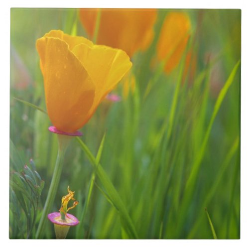 California golden poppies in a green field tile