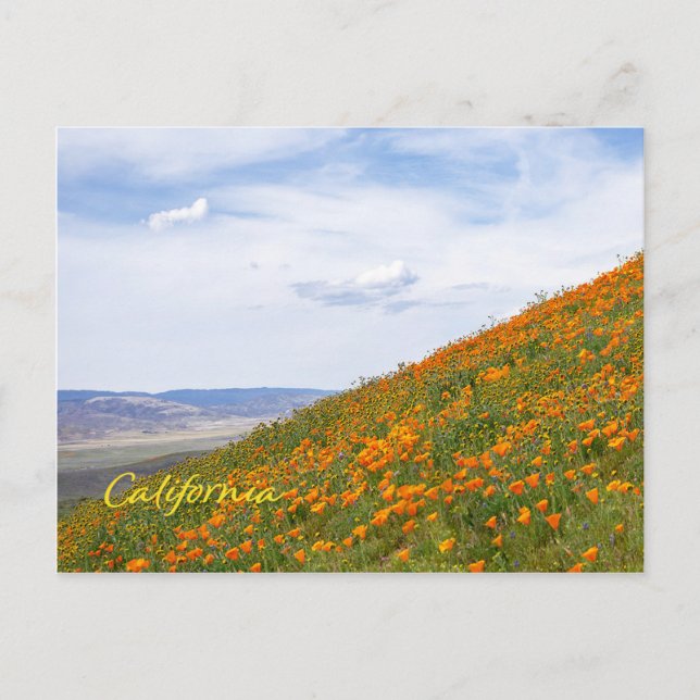 California Golden Poppies Postcard (Front)