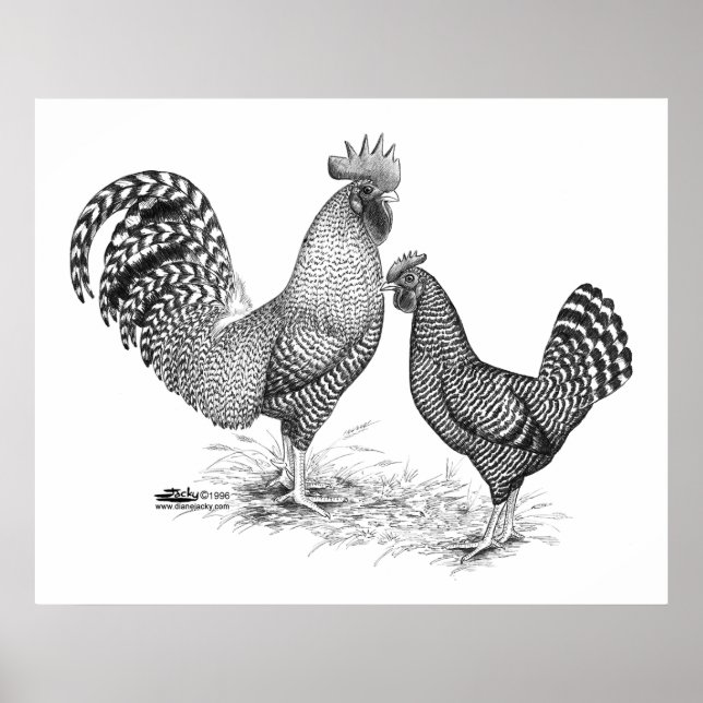 California Gray Rooster and Hen Poster (Front)