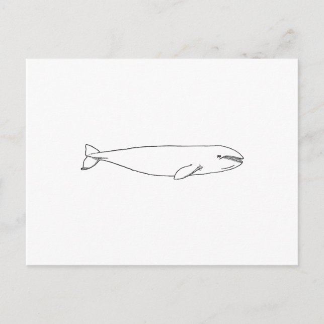 California Gray Whale Postcard (Front)