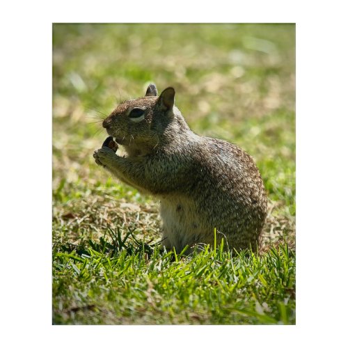 California Ground Squirrel Acrylic Print