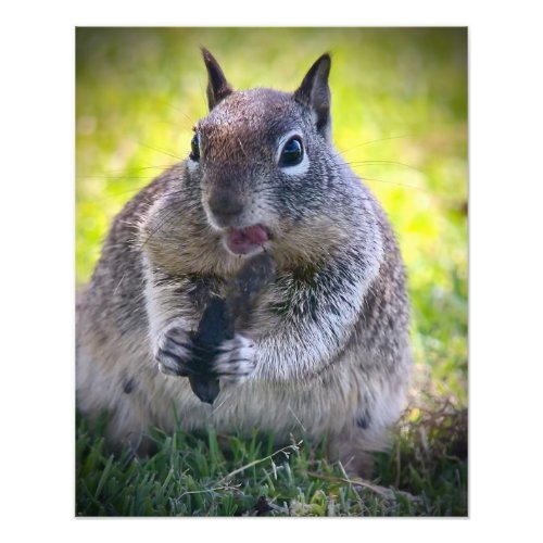 California Ground Squirrel Photo Print