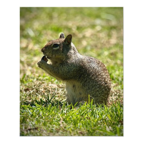 California Ground Squirrel Photo Print