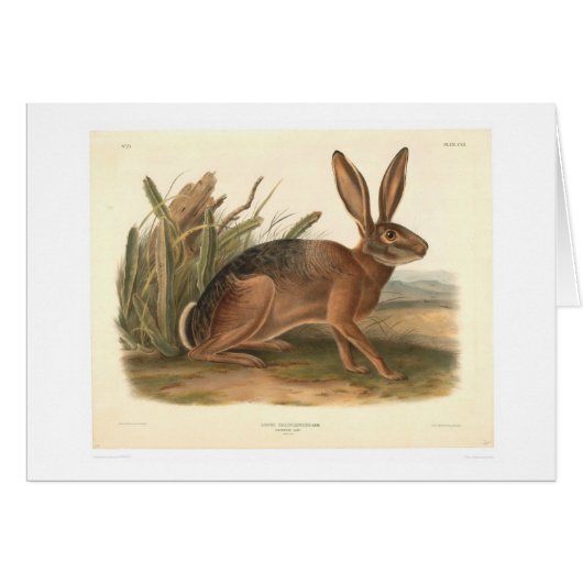 California Hare by Audubon (0177A) Cards (Front Horizontal)