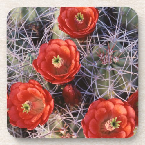 California Joshua Tree National Park Claret Beverage Coaster