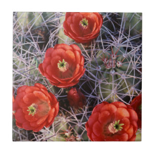 California, Joshua Tree National Park, Claret Ceramic Tile