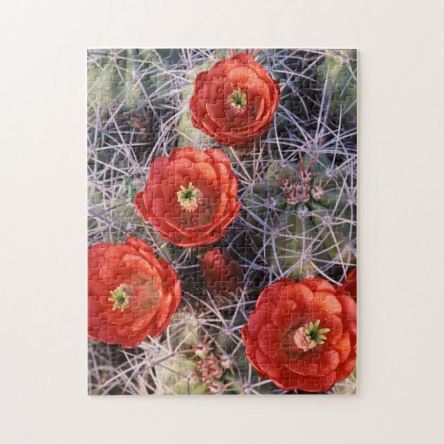 California, Joshua Tree National Park, Claret Jigsaw Puzzle (Vertical)