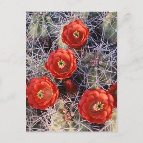 California Joshua Tree National Park Claret Postcard